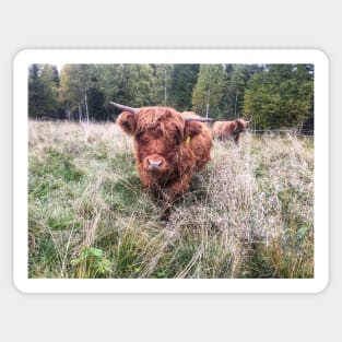 Scottish Highland Cattle Calf 2121 Sticker